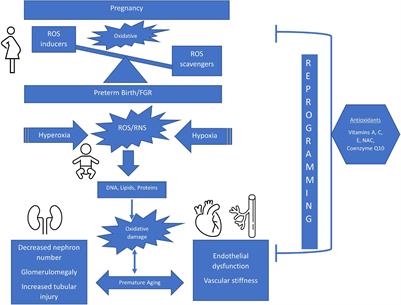 Educational Review: The Impact of Perinatal Oxidative Stress on the Developing Kidney